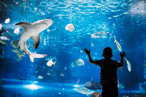 Serious boy looking in aquarium with tropical fish at ocenarium