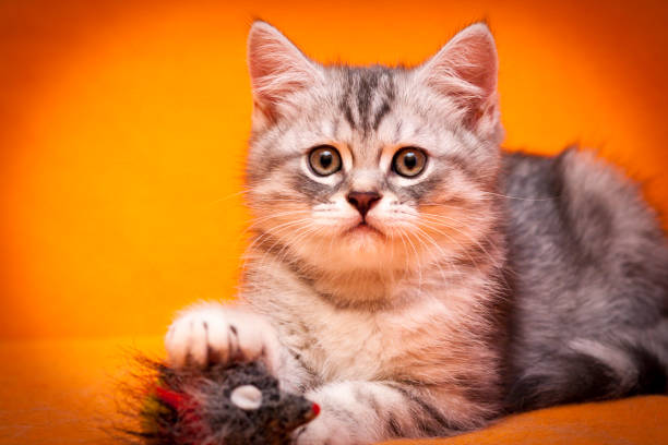 A serious British kitten of gray and white color stock photo