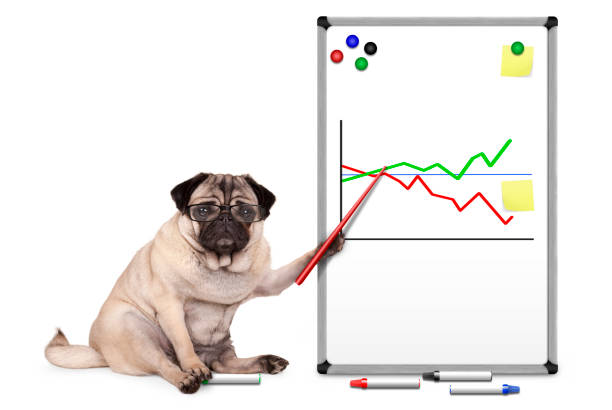serious business pug puppy dog sitting down, pointing at white board with chart, yellow notes and magnets stock photo