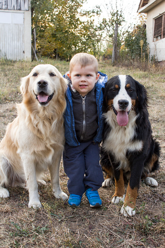 Portrait of a two years old boy and his dogs, Bernese mountain dog and Golden retriever.