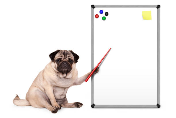 serious pug puppy dog sitting down, pointing at blank empty white board with yellow notes and magnets stock photo