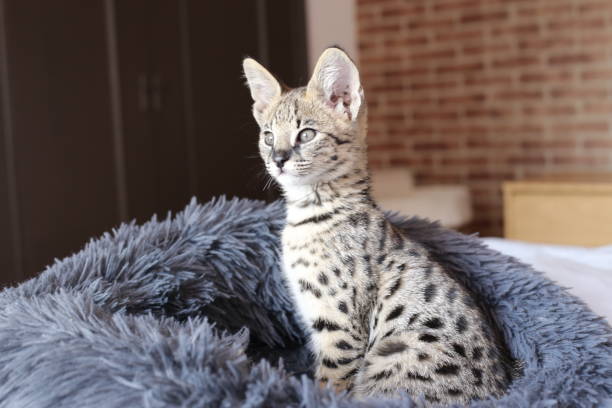 Serval kitten in domestic environment stock photo