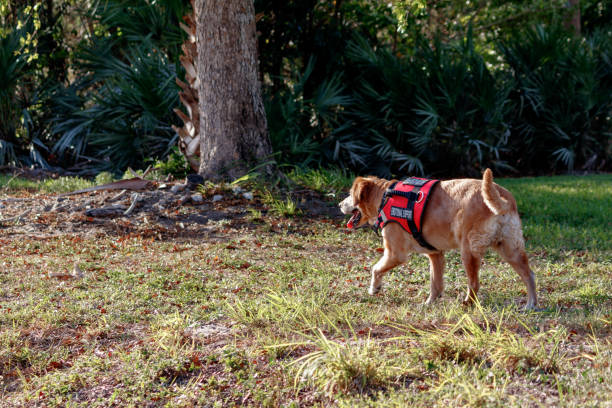 Service animal emotional support golden retriever dog stock photo