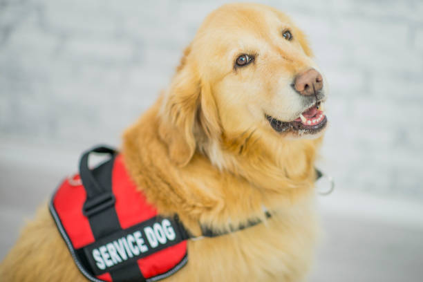 A purebred golden retriever dog is wearing a animal harness to indicate it is a service dog that will aid blind, visually impaired, or special needs people to stay safe.