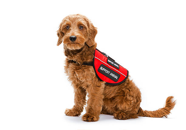 Service dog portrait on white background Young Golden-doodle service dog for emotional support isolated against a white background. animal harness stock pictures, royalty-free photos & images