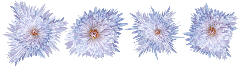 Set    chrysanthemums flowers   on white isolated background with clipping path. Closeup..  Nature.