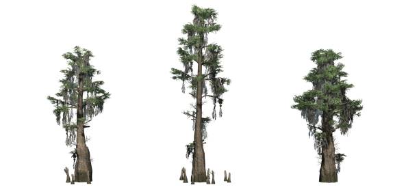 set of bald cypress trees - bald beach imagens e fotografias de stock