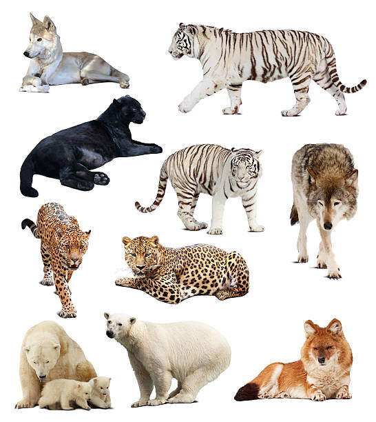 Set of  carnivores animals Set of  carnivores animals. Isolated over white background with shade dhole stock pictures, royalty-free photos & images