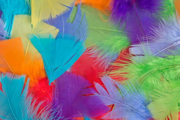 Set of colorful feathers as background stock photo