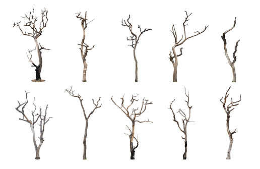 Set of dead tree isolated on white background
