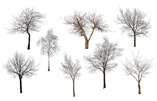 set of eight trees without leaves