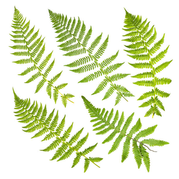 Set of fern leaves isolated on white background. stock photo