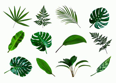 set of green monstera palm and tropical plant leaf isolated on white background