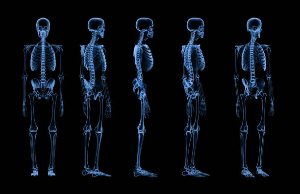 satz von menschlichen skelett-röntgen - menschliches skelett stock-fotos und bilder