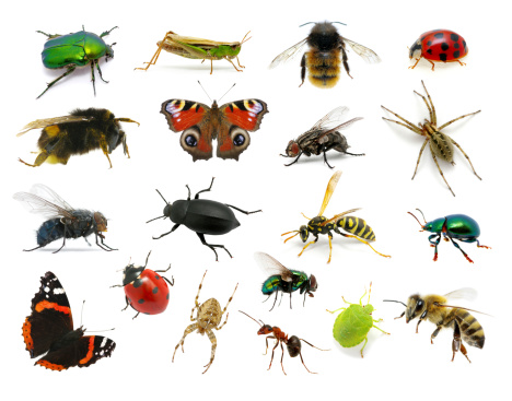 Insects