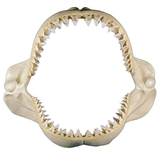 set of jaws. 6' Great White Shark Jaws animal teeth photos stock pictures, royalty-free photos & images