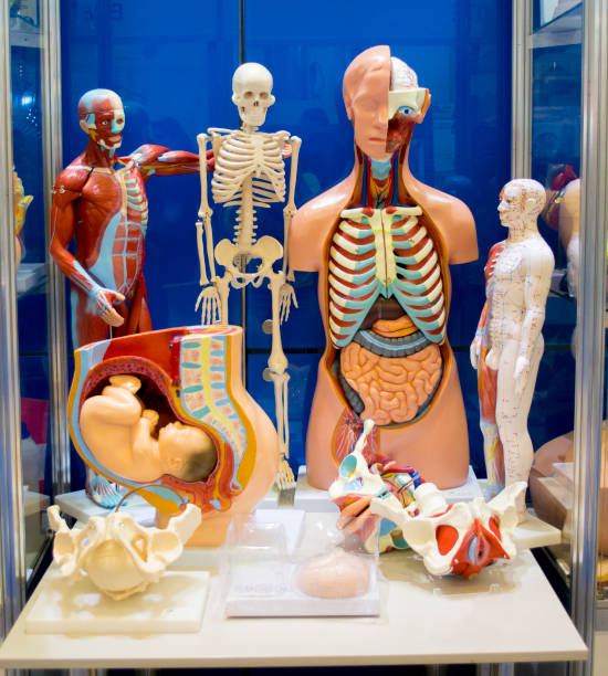Set of medical training dummie of human internal organs Set of medical training dummie of human internal organs. Human anatomy structure anatomical model photos stock pictures, royalty-free photos & images