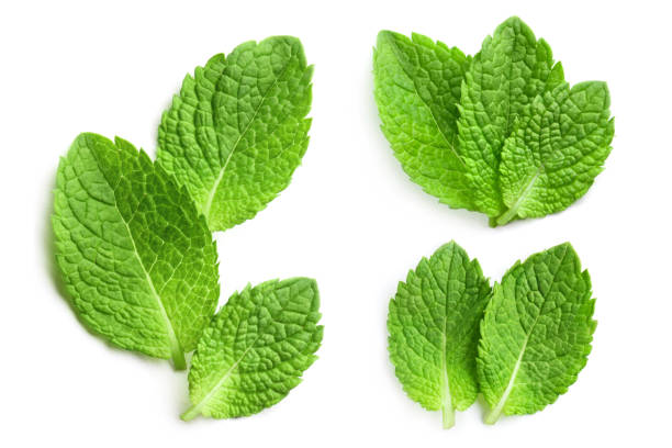 Set of mint leaves on white Set of delicious mint leaves, isolated on white background garnish stock pictures, royalty-free photos & images