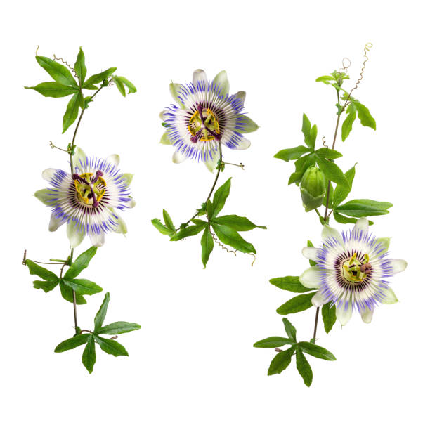 Set of passiflora passionflower branches isolated on white background. Big beautiful flower. A branch of creepers stock photo