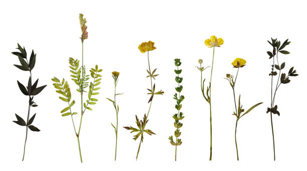Photo of Set of pressed plants