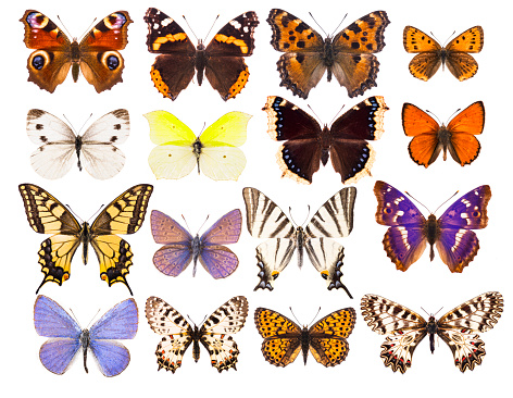 Set of sixteen various beautiful European butterflies isolated on white