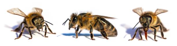 Set of three bees or honeybees in Latin Apis Mellifera stock photo