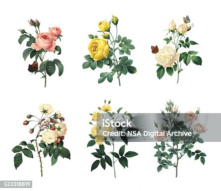 istock Set of various roses | Antique Flower Illustrations 523318819