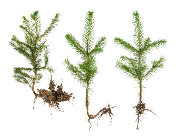 Set of young sprouts of a Christmas tree with roots on a white background. stock photo