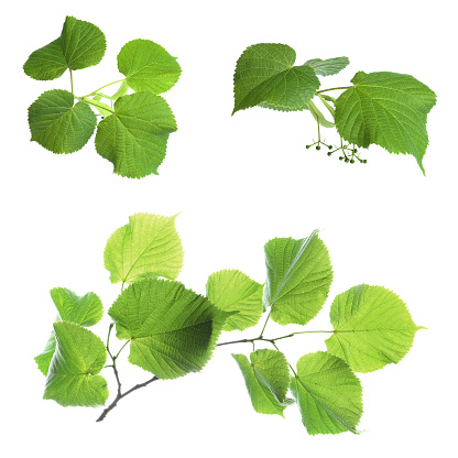 Set with young fresh leaves on white background
