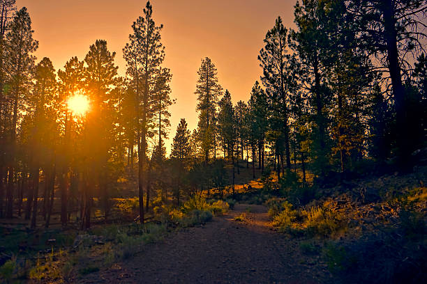 setting sun in the treetops sun shining through ponderosa pine trees in the high desert ponderosa pine tree stock pictures, royalty-free photos & images