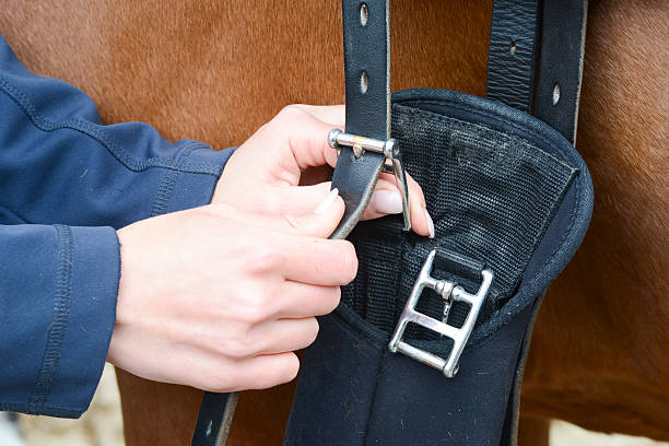setting the saddle - pferd satteln - clean saddle bildbanksfoton och bilder