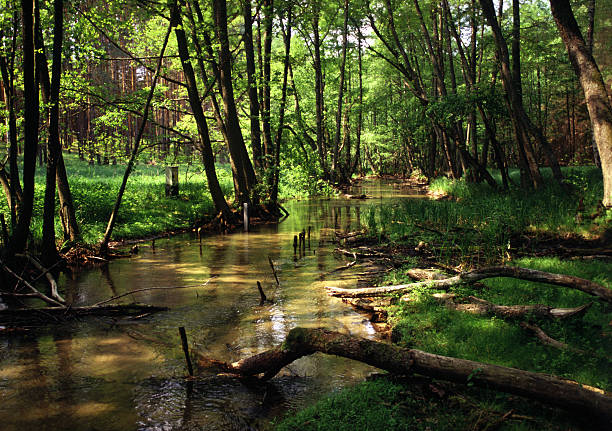 "Seven lakes creek" at National Park of Bory tucholskie stock photo