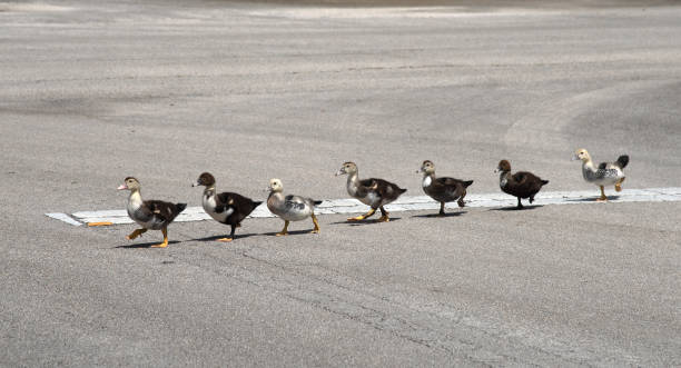 Seven Muscovy Ducklings Walking in a Row stock photo
