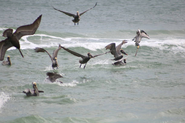 Several Brown Pelicans Feeding in the Ocean Close-Up of Diving stock photo