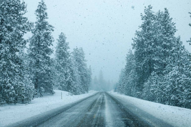 Severe blizzard punishes an empty asphalt road crossing the spruce forest. stock photo