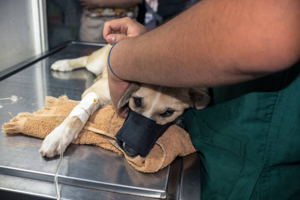 A severely ailing puppy wearing a muzzle for safety purposes and on an IV line while an assistant vet holds her in place. stock photo