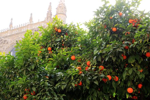 Seville cathedral and orange tree, a Symbol of Seville and Spain stock photo