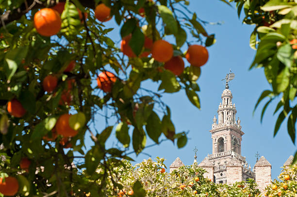 Seville oranges framing La Giralda  seville cathedral stock pictures, royalty-free photos & images