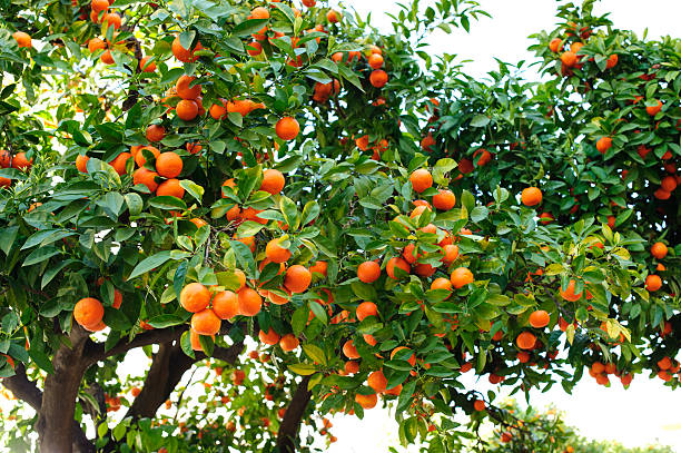 Seville Oranges  orange tree stock pictures, royalty-free photos & images