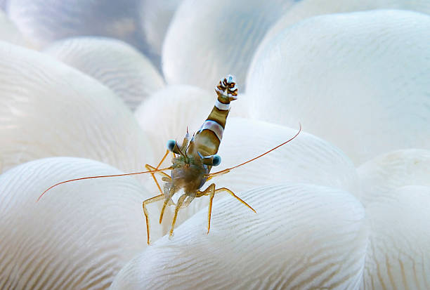 Sexy Shrimp on bubble coral stock photo