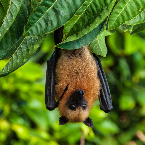 Seychelles fruit bat or flying fox Pteropus seychellensis at La Digue,Seychelles A Seychelles fruit bat or flying fox Pteropus seychellensis hanging from a branch at La Digue, Seychelles granitic stock pictures, royalty-free photos & images