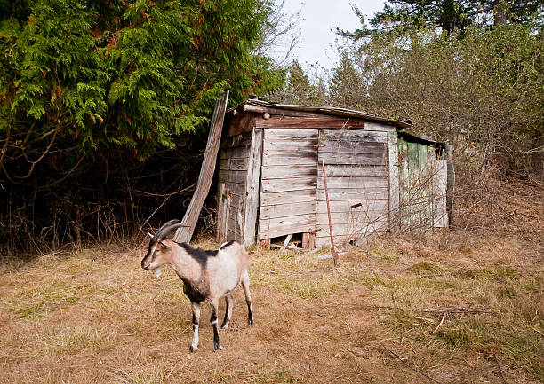 Shack and goat stock photo