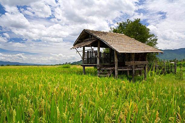 Shack and paddy field stock photo