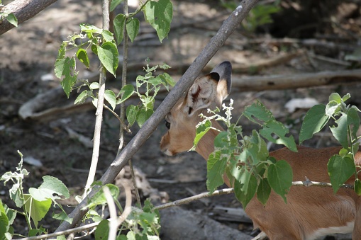 Young impala hiding in the shade of a tree and bush to stay out of the heat of the day while on safari