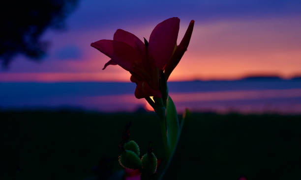 Shaded red flower with sunset behind it stock photo