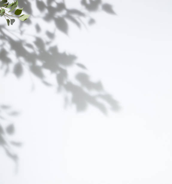 木の白い背景のシェード - 自然美 ストックフォトと画像