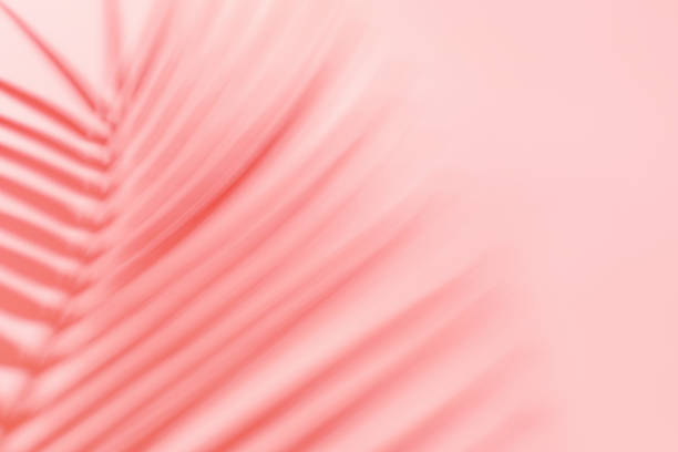Shadow from tropical palm leaf on pink background, summer concept. stock photo