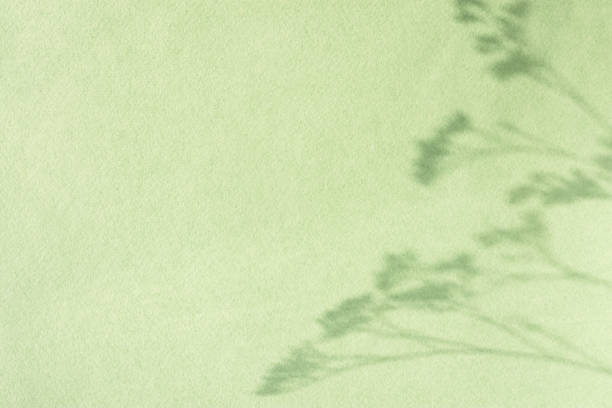 schatten natürlichen hintergrund von blumen auf hellgrünem papier. - papier blumen studio stock-fotos und bilder