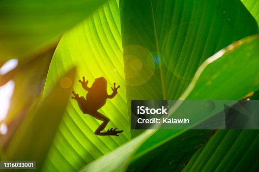 istock Shadow of a frog across a banana leaf ,selective focus 1316033001