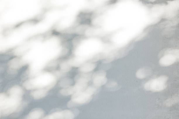 흰 벽에 반영 하는 나뭇잎의 그림자 - 반사 광학 작용 뉴스 사진 이미지